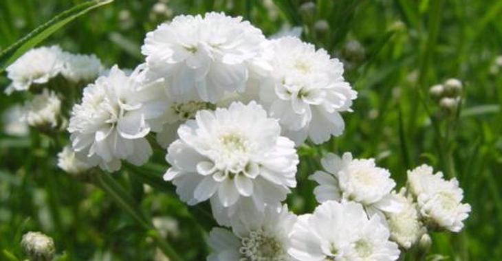 Achillea ptarmica 'The Pearl'